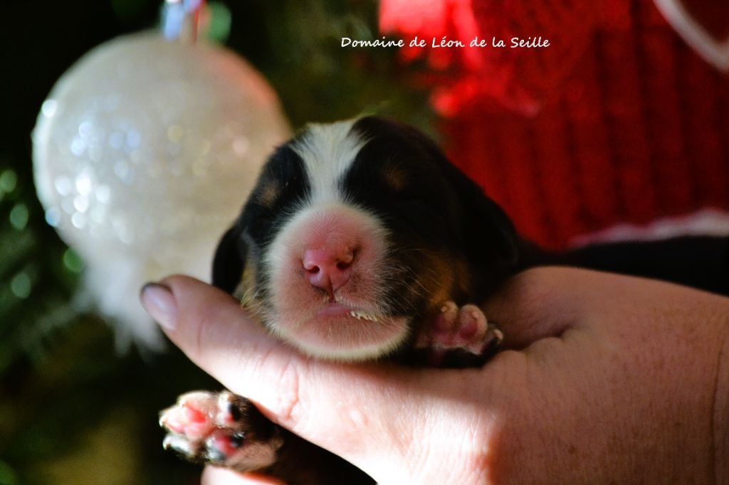 A TOUT GAGNE DU DOMAINE DE LEON DE LA SEILLE