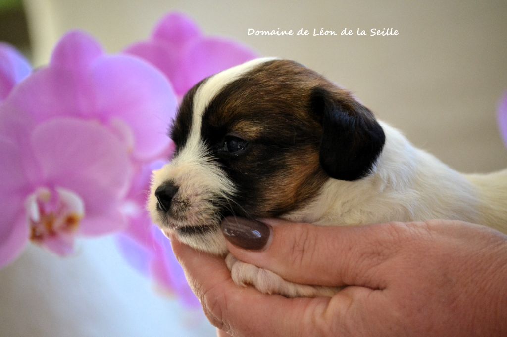 ALOHA DU DOMAINE DE LEON DE LA SEILEL