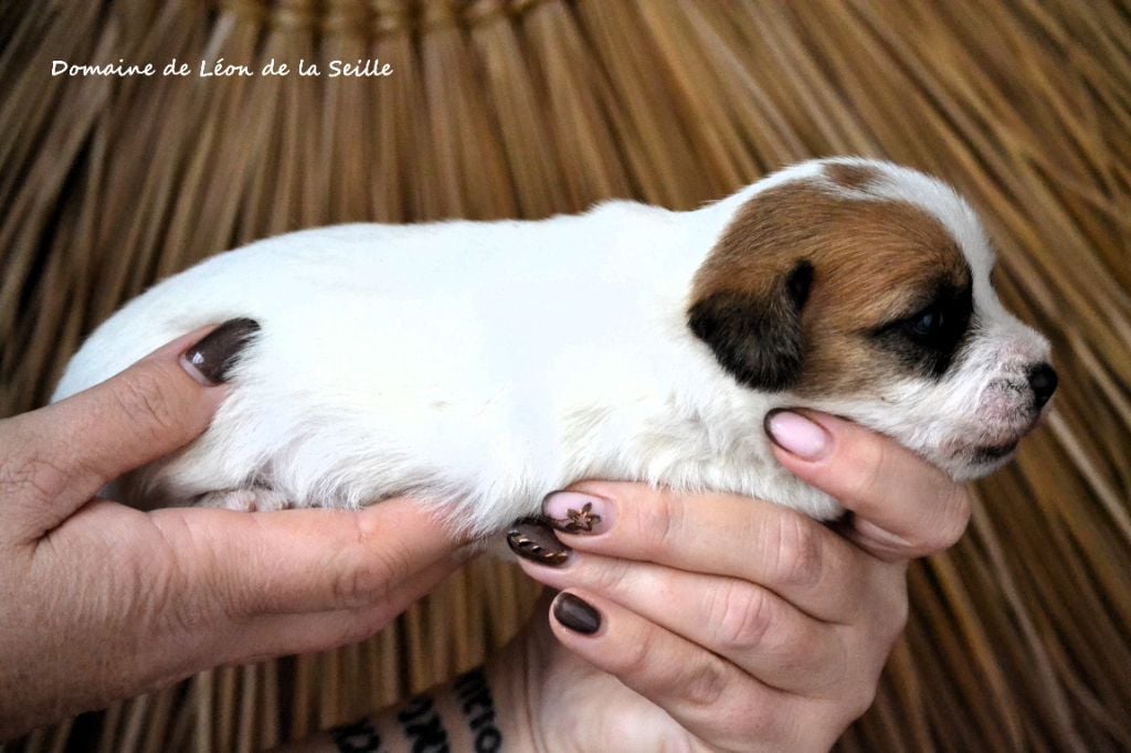 BUTTERFLY DU DOMAINE DE LEON DE LA SEILLE