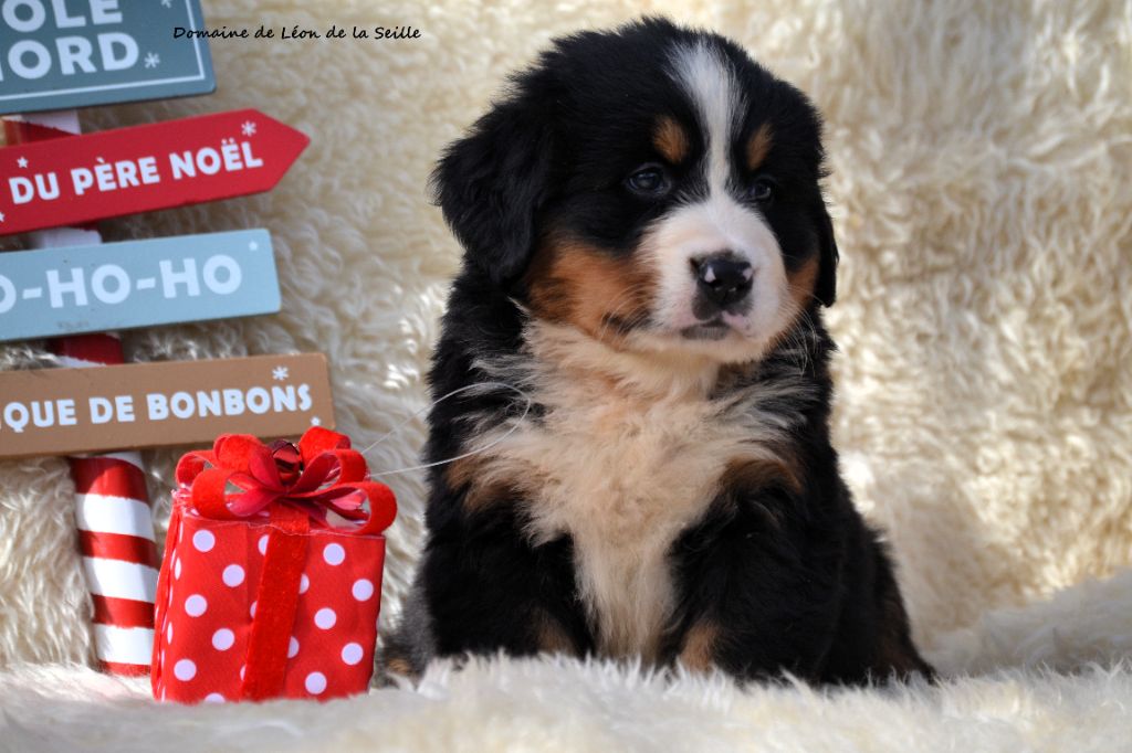 ALBA DU DOMAINE DE LEON DE LA SEILLE