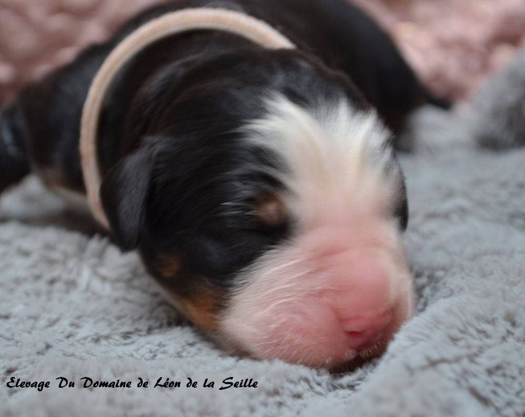 Nasca Du Domaine de Léon de la seille
