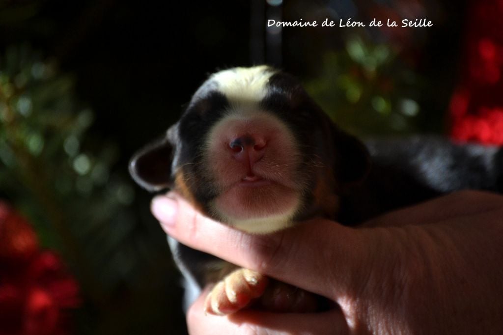 AU POILS DU DOMAINE DE LEON DE LA SEILLE