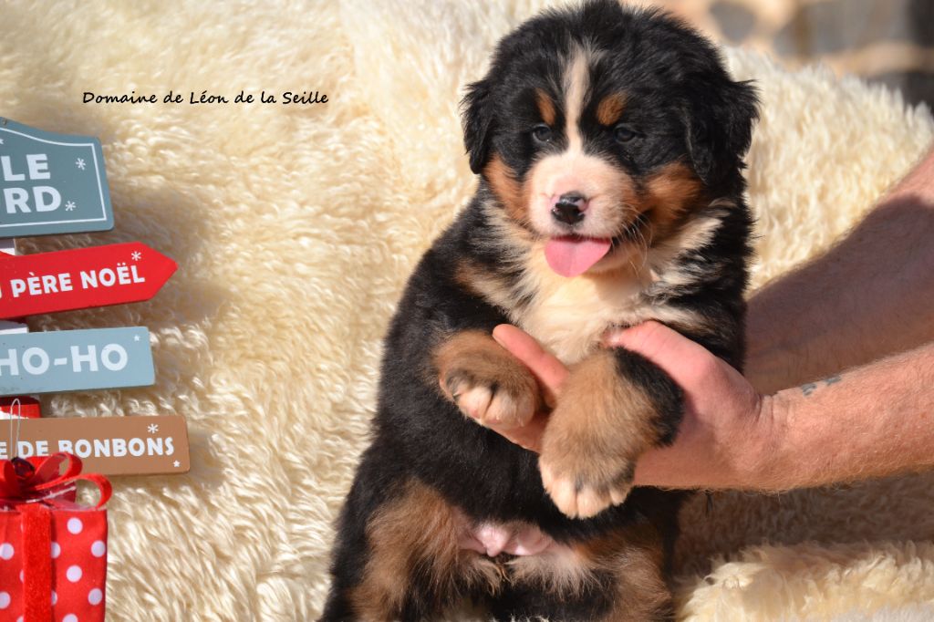 AVENTUS DU DOMAINE DE LEON DE LA SEILLE