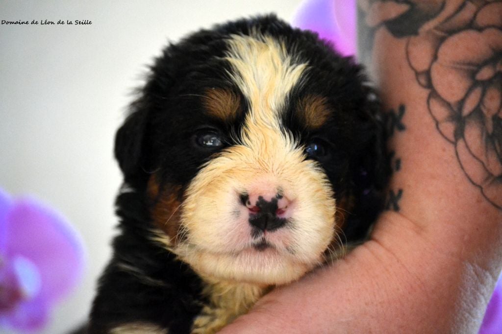 Bouvier Bernois - du Domaine De Léon De La Seille