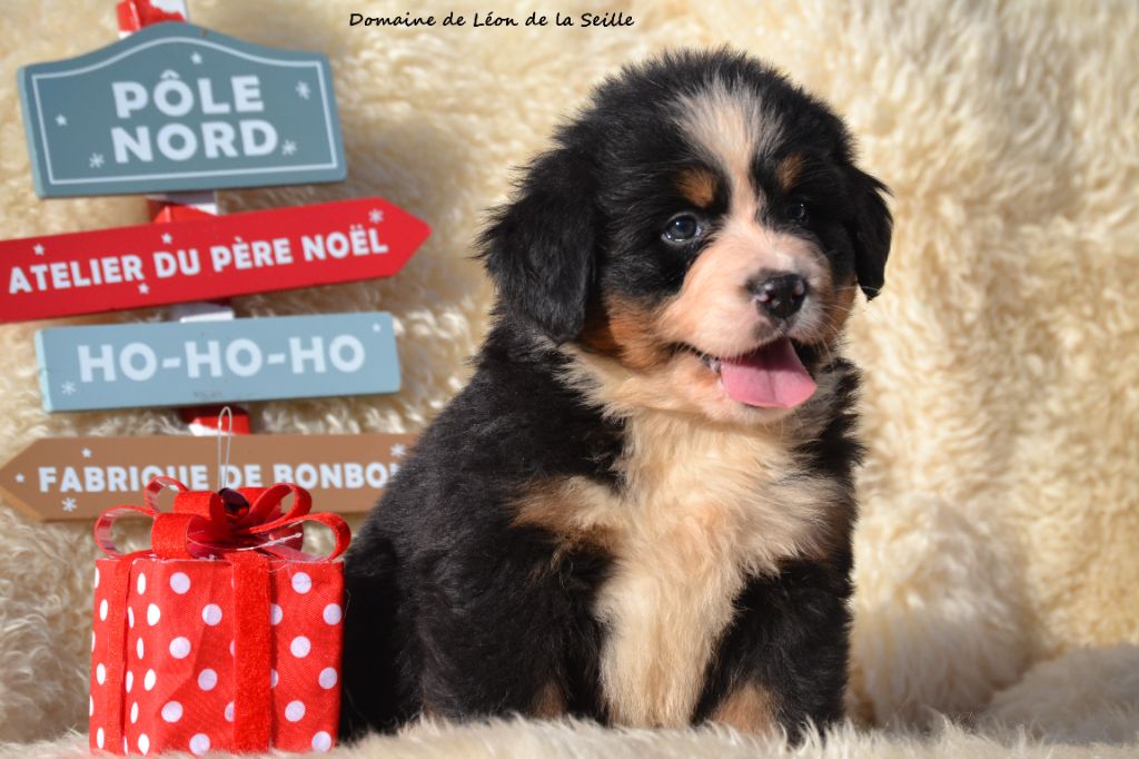 AUGUSTINE DU DOMAINE DE LEON DE LA SEILLE