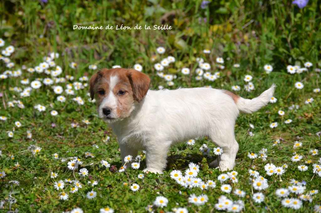 ALBI DU DOMAINE DE LEON