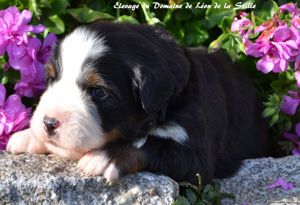 Naya du Domaine de Léon de la seille