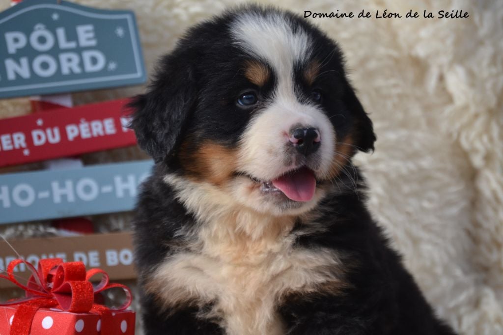 ABRAM DU DOMAINE DE LEON DE LA SEILLE