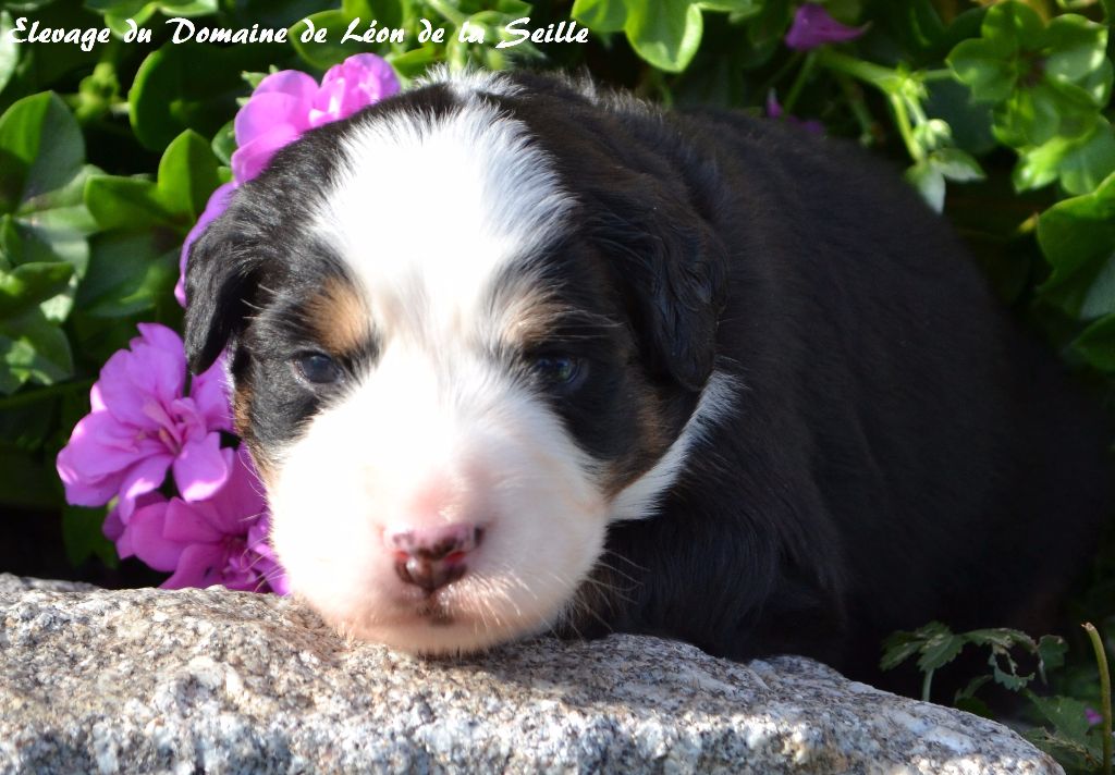 Nasca Du Domaine de Léon de la seille