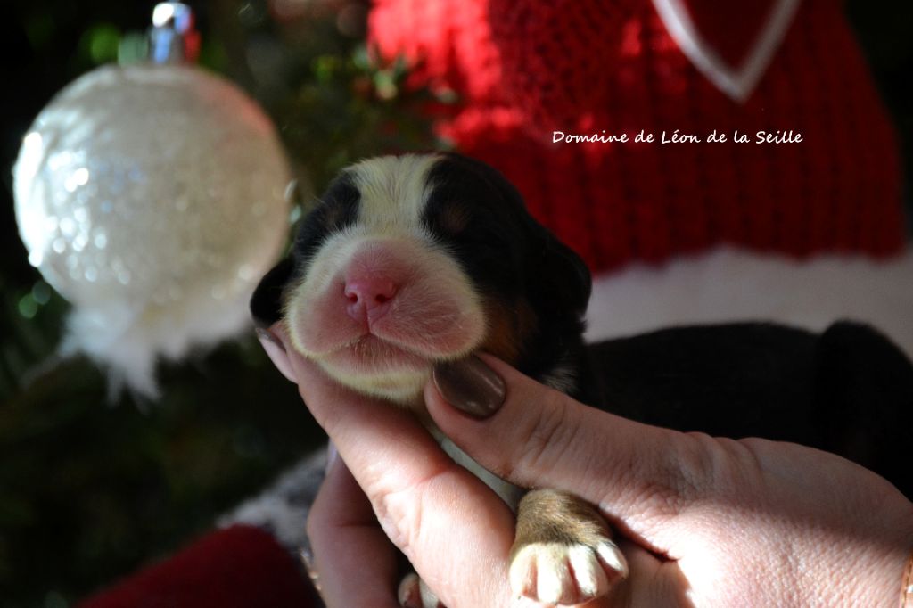 AVENANTE DU DOMAINE DE LEON DE LA SEILLE