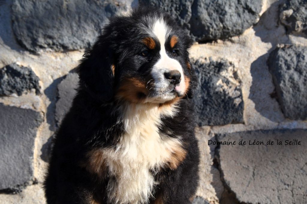 Vauban DU DOMAINE DE LEON DE LA SEILLE