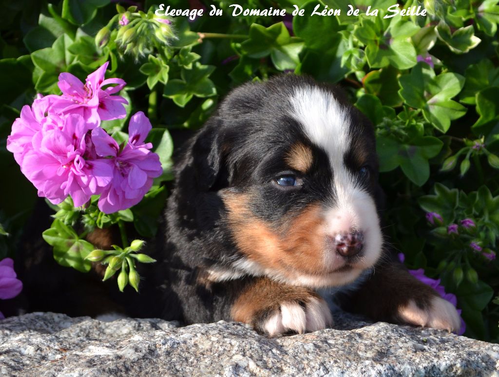 N'Sybel du Domaine de Léon de la seille