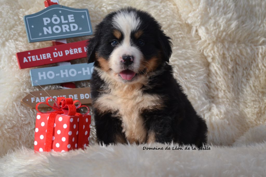 ABRAM DU DOMAINE DE LEON DE LA SEILLE