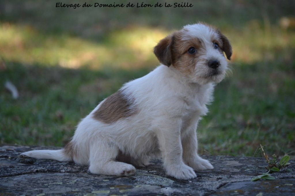 Chiot Eleveur De Chiens Jack Russell Terrier Basset Hound Bouvier Bernois Domaine De Leon De La Seille