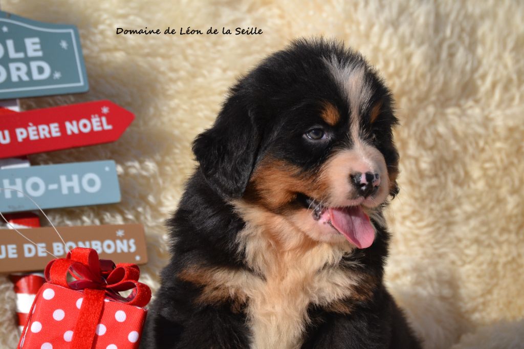 A PIPA DU DOMAINE DE LEON DE LA SEILLE