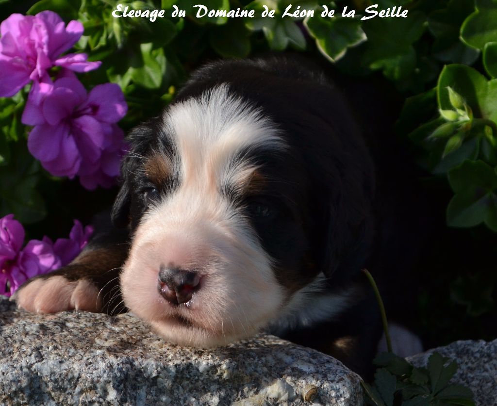 News Du Domaine de Léon de la seille