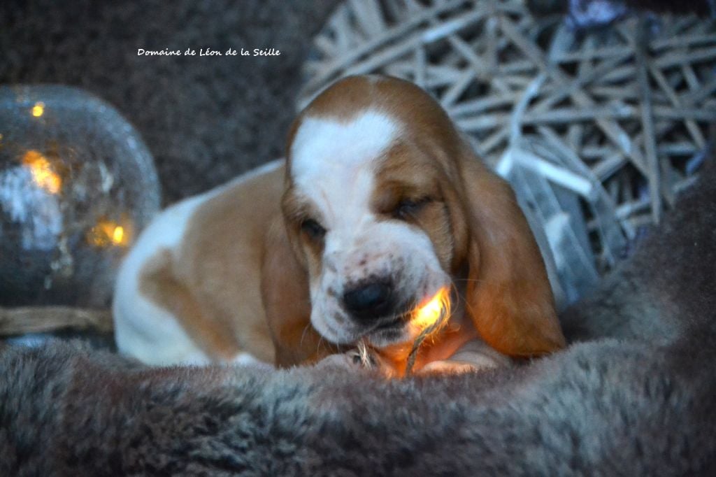 ANOUK DU DOMAINE DE LEON DE LA SEILLE