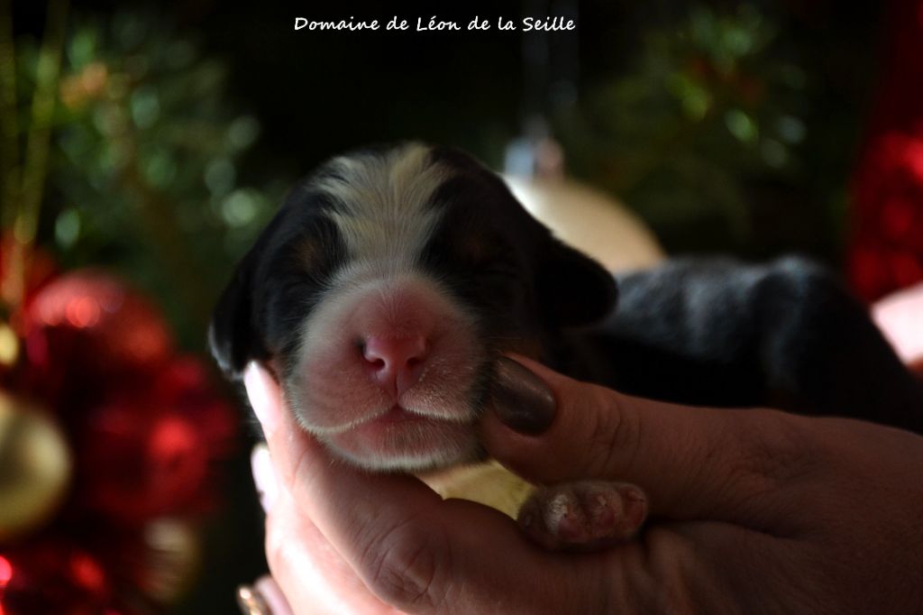 A COUP SUR DU DOMAINE DE LEON DE LA SEILLE