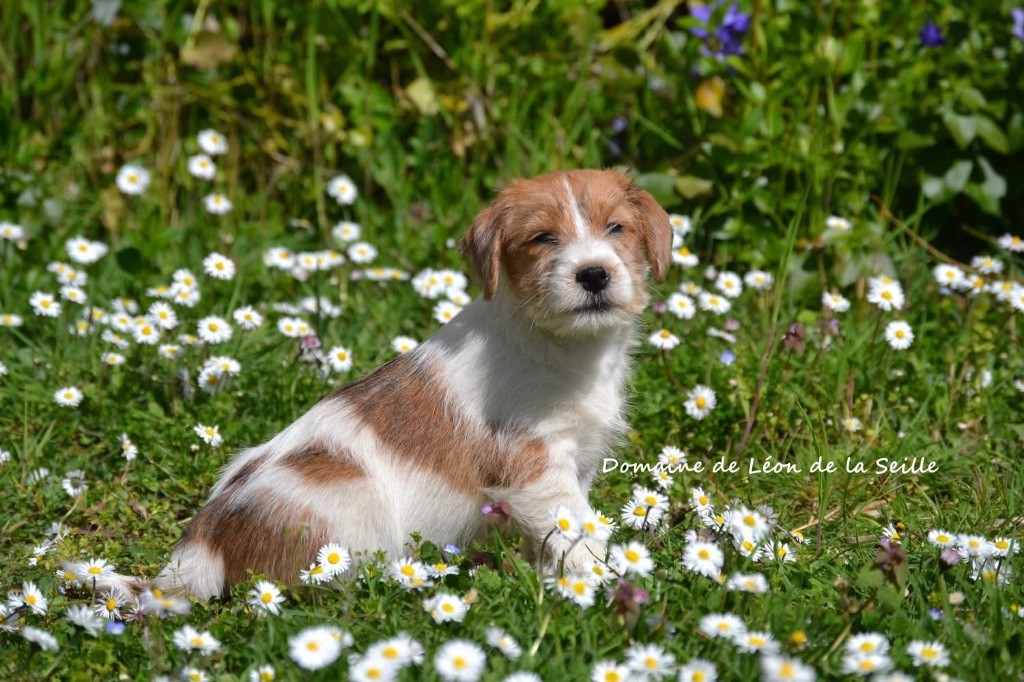 AMOUR DE MA VIE DU DOMAINE DE LEON DE LA SEILLE