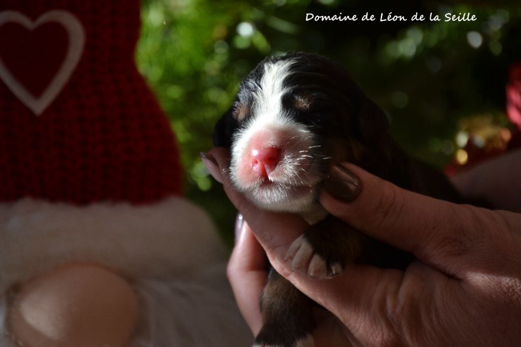 ATTRAPES MOI DU DOMAINE DE LEON DE LA SEILLE