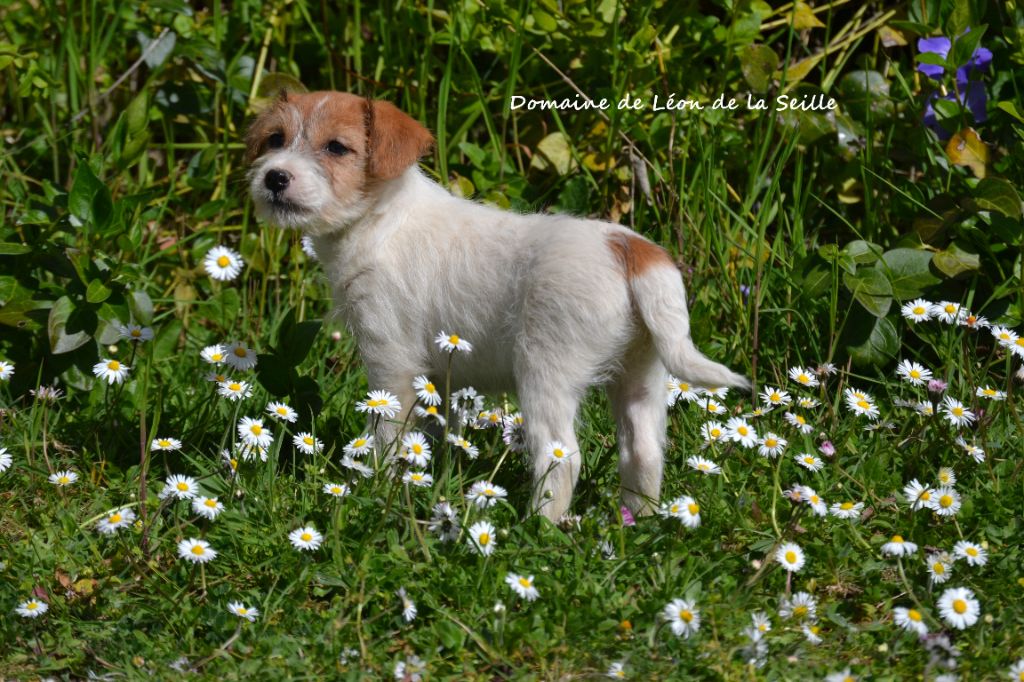 Angie DU DOMAINE DE LEON DE LA SEILLE
