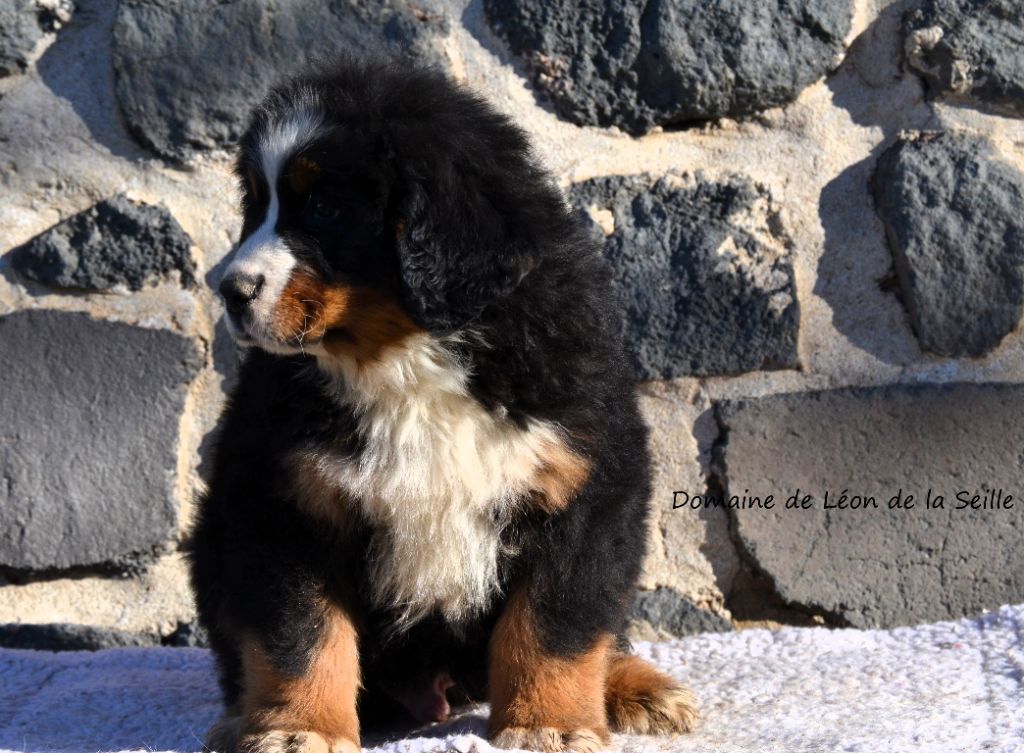 Vauban DU DOMAINE DE LEON DE LA SEILLE