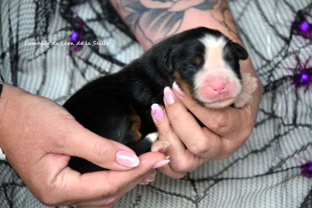 AMULETTE DU DOMAINE DE LEON DE LA SEILLE