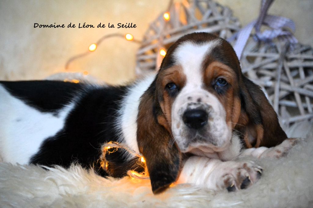 ALOIS DU DOMAINE DE LEON DE LA SEILLE