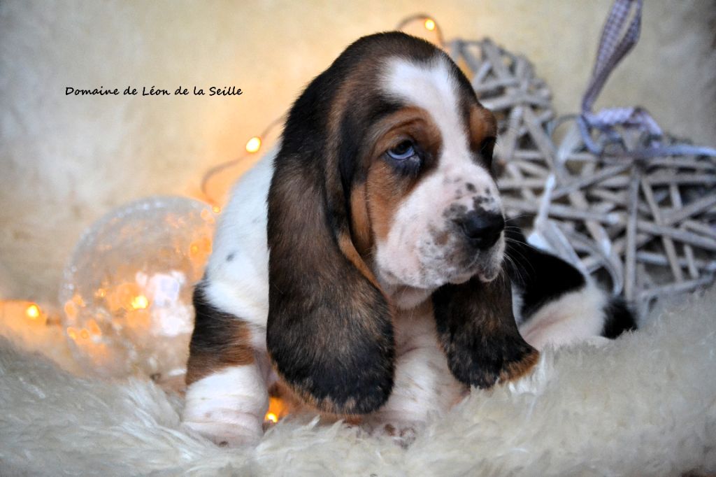 ALOIS DU DOMAINE DE LEON DE LA SEILLE