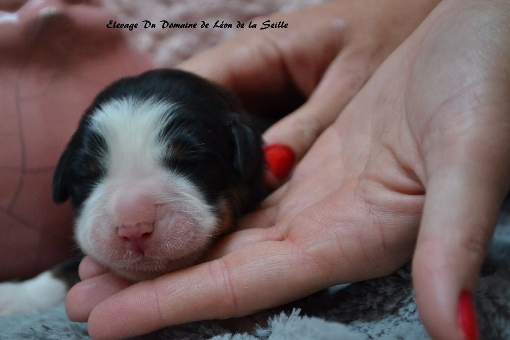 Naya du Domaine de Léon de la seille