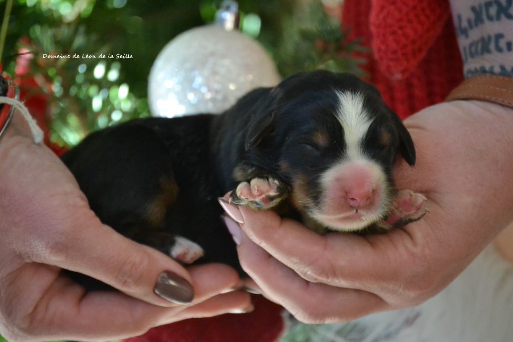 A TOUT GAGNE DU DOMAINE DE LEON DE LA SEILLE
