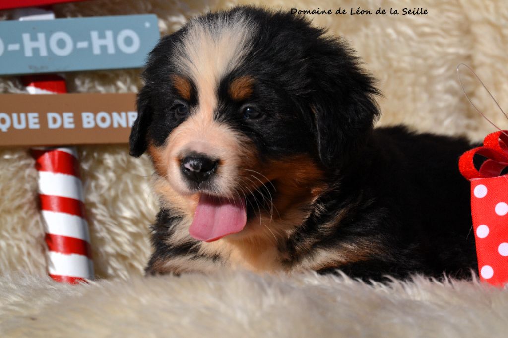 API DU DOMAINE DE LEON DE LA SEILLE