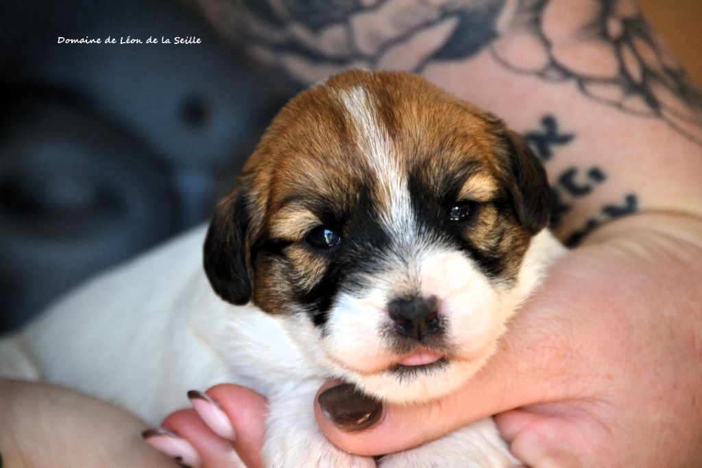Jack Russell Terrier - du Domaine De Léon De La Seille