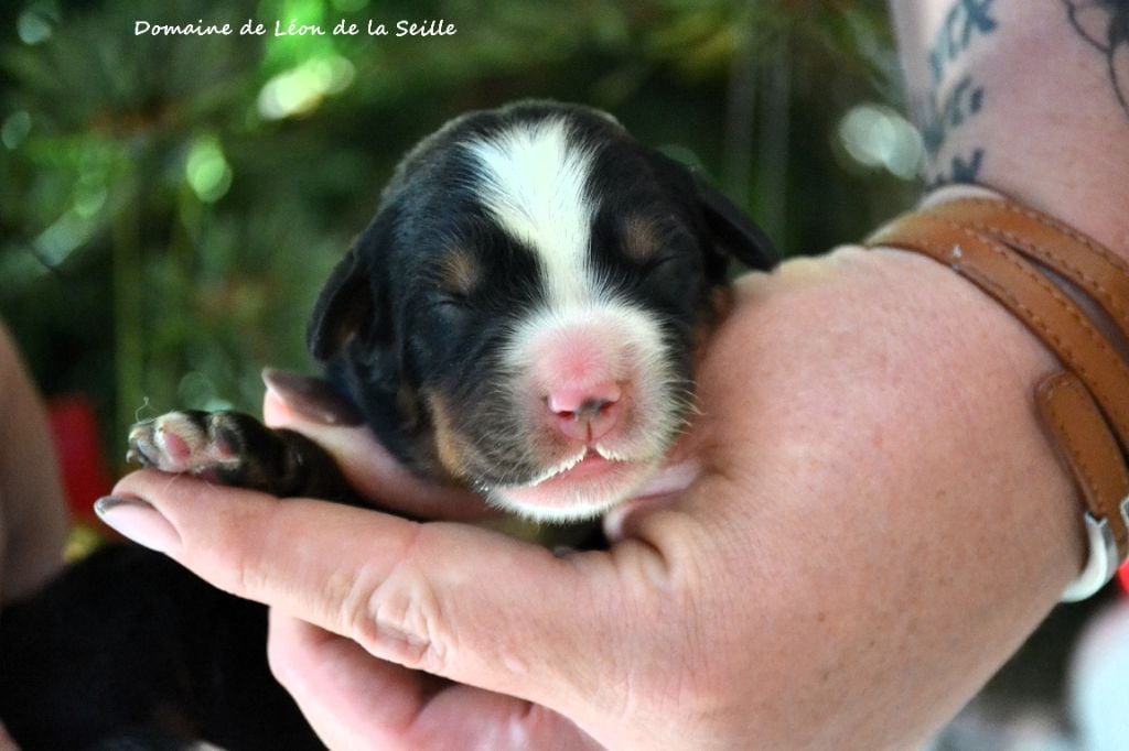 AS DE PIC DU DOMAINE DE LEON DE LA SEILLE