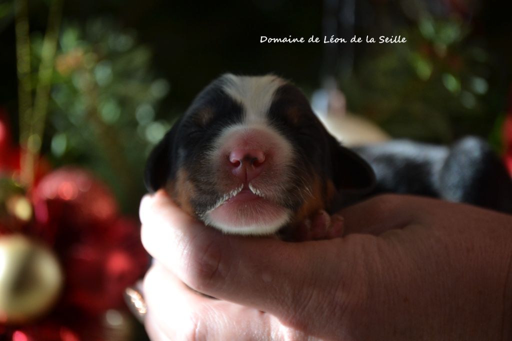 AS DE PIC DU DOMAINE DE LEON DE LA SEILLE