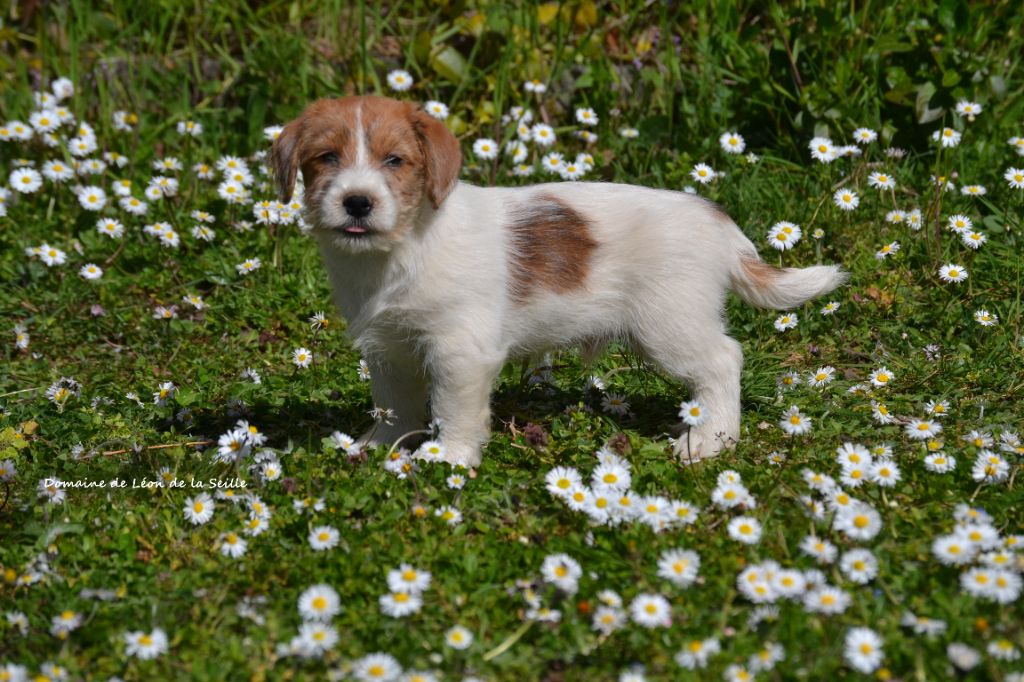 AMOUR DE MA VIE DU DOMAINE DE LEON DE LA SEILLE