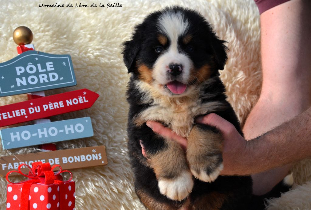 ABRAM DU DOMAINE DE LEON DE LA SEILLE