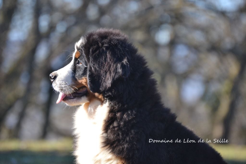 VOLNAY DU DOMAINE DE LEON DE LA SEILLE