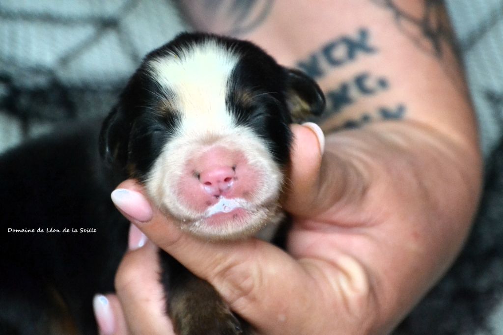 ALAKAZAM DU DOMAINE DE LEON DE LA SEILLE