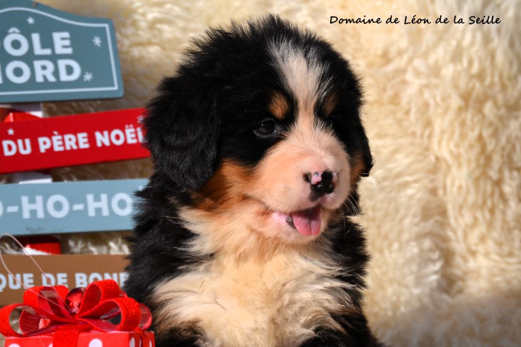 ARNAC DU DOMAINE DE LEON DE LA SEILLE