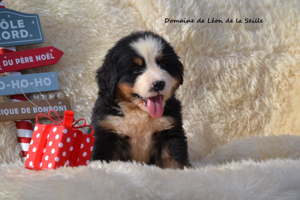 ANGUS DU DOMAINE DE LEON DE LA SEILLE