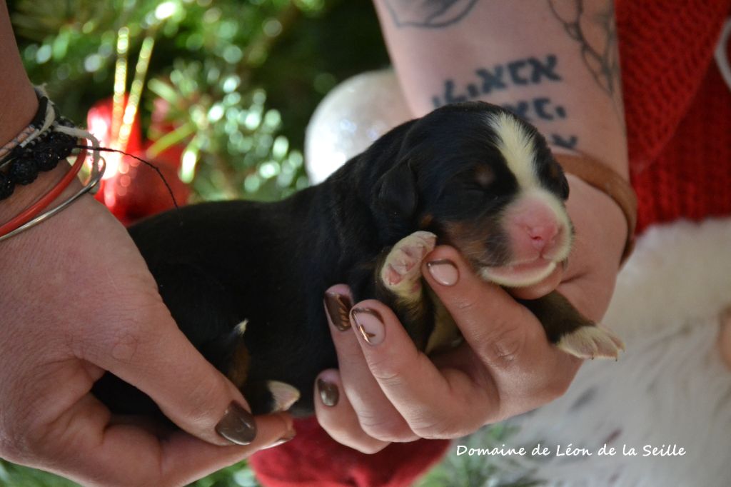 A POINT DU DOMAINE DE LEON DE LA SEILLE