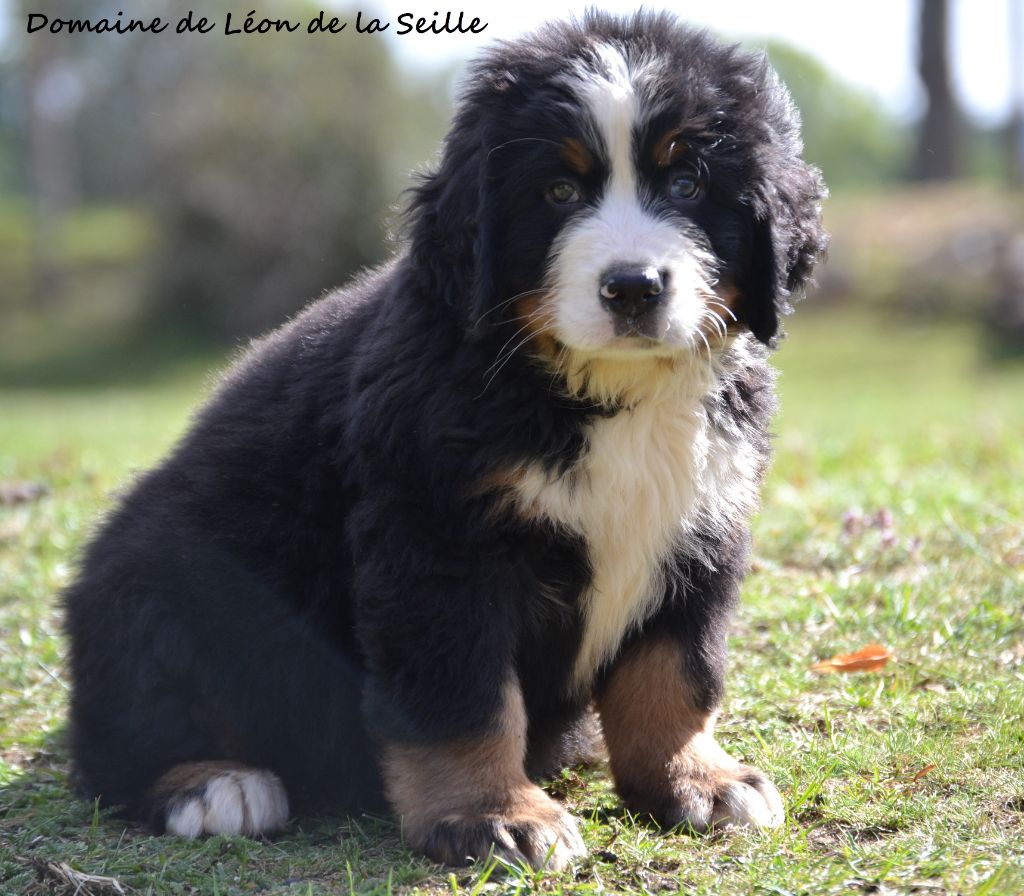 Chiot Eleveur De Chiens Bouvier Bernois Elevage Du Domaine De Leon De La Seille