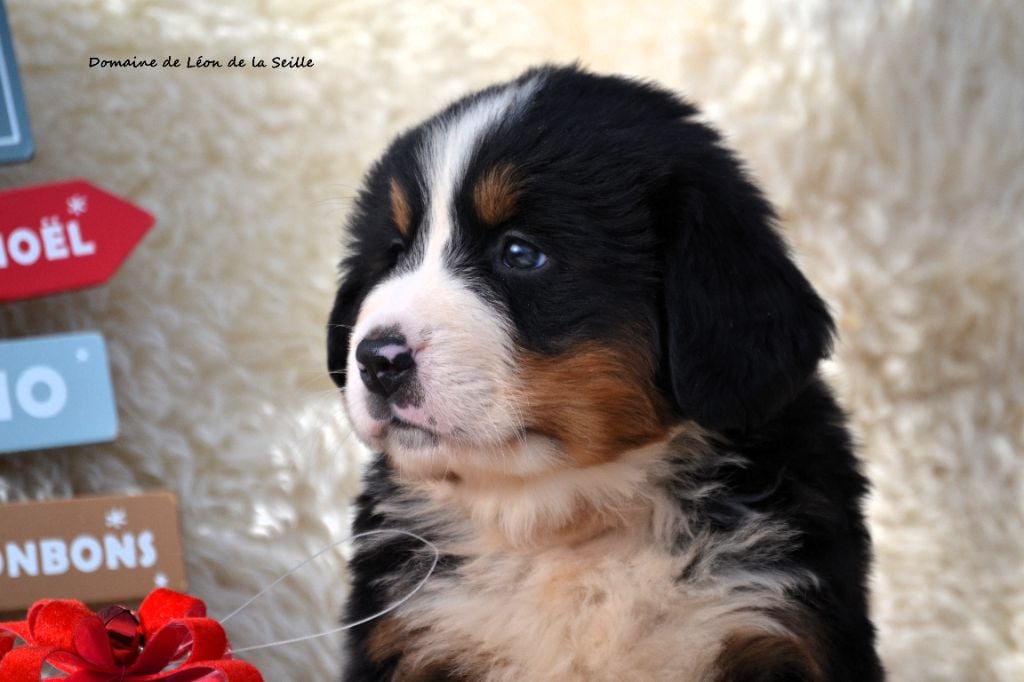 ALBA DU DOMAINE DE LEON DE LA SEILLE