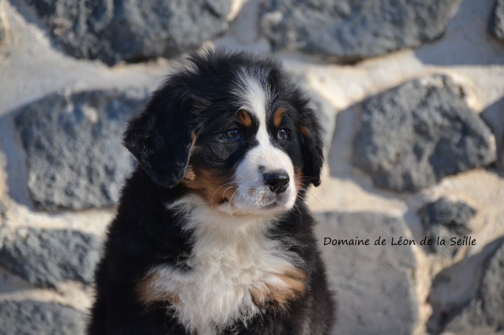 VULCANIA DU DOMAINE DE LEON DE LA SEILLE