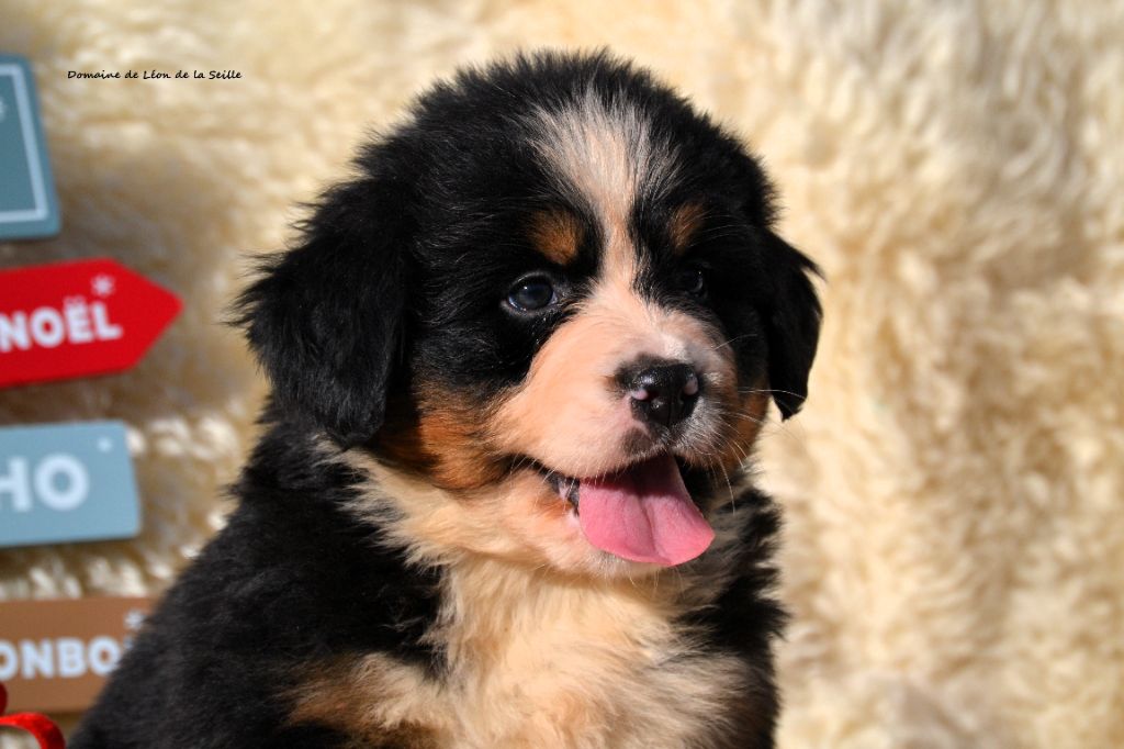 AUGUSTINE DU DOMAINE DE LEON DE LA SEILLE