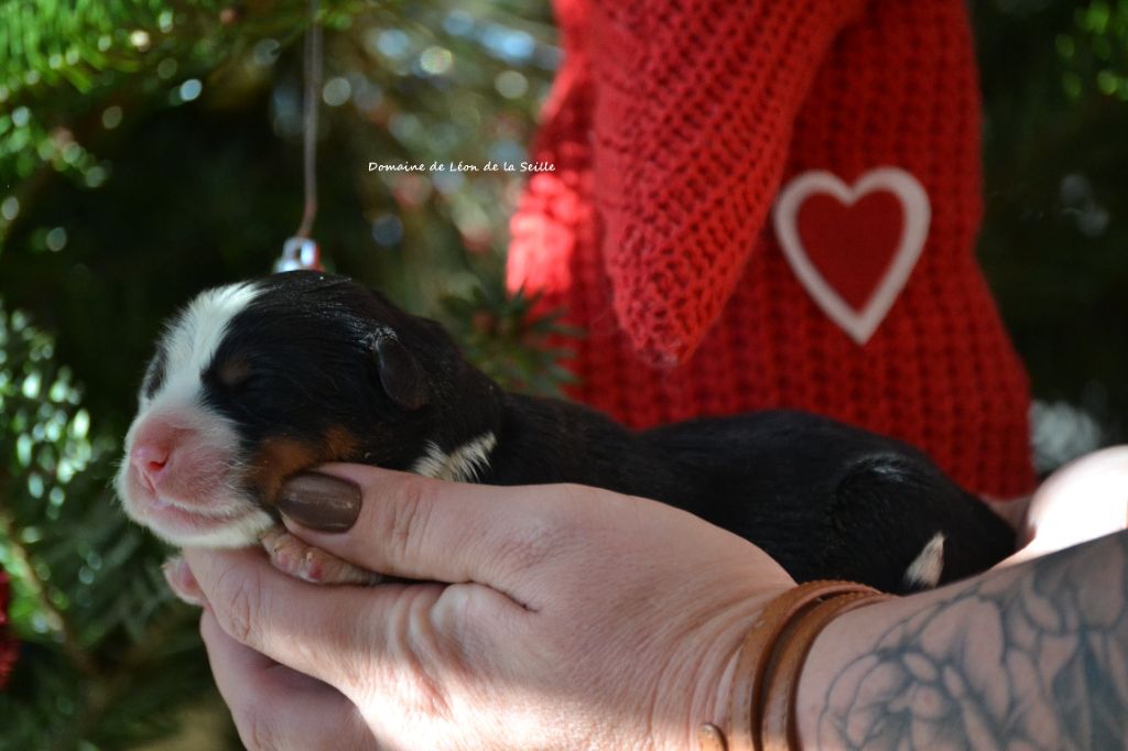 AS DE TREFLE DU DOMAINE DE LEON DE LA SEILLE