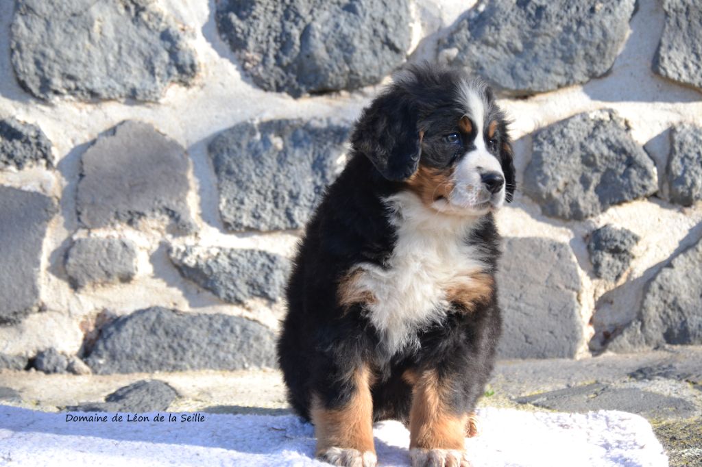 VULCANIA DU DOMAINE DE LEON DE LA SEILLE