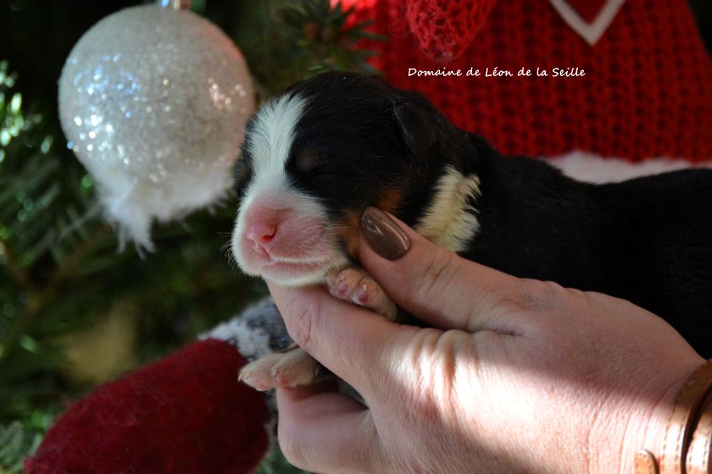 AS DE TREFLE DU DOMAINE DE LEON DE LA SEILLE