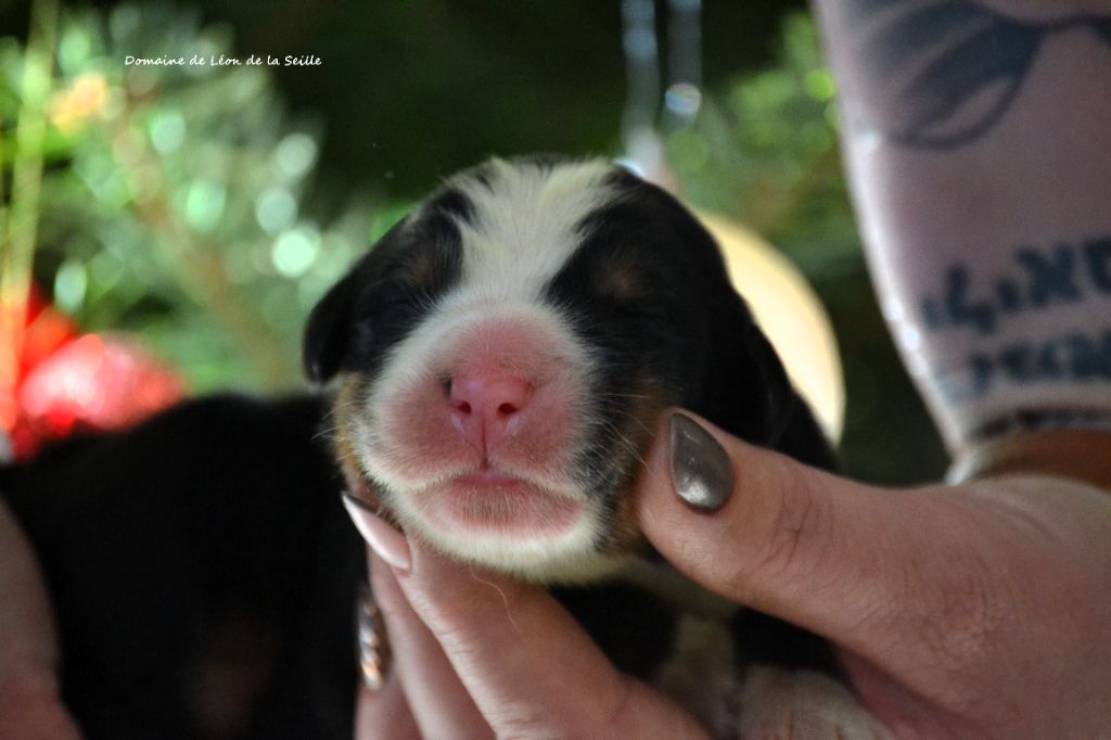 A COUP SUR DU DOMAINE DE LEON DE LA SEILLE